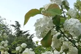 杭州、长沙、南昌、菏泽直飙25℃！ 全国大回暖地图出炉 春天的脚步跨过长江视频封面