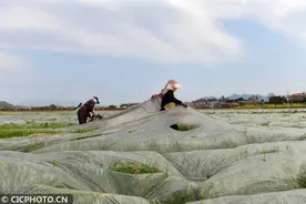 湖南蓝山：万亩香芋“脱棉袄”图片