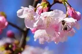 樱花至，春天至，这些沪郊赏樱好去处约吗？图片