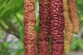 历经3年，又一种珍稀水果在崇明引种成功！尝鲜价每斤128元图片
