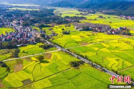 航拍江西多地油菜花陆续绽放 一派春日田园景象图片