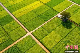 航拍江西多地油菜花陆续绽放 一派春日田园景象图片