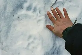 惊悚！美国女子野外如厕被马桶“咬伤”屁股，一看里面有头熊图片