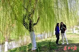 柳绿桃红，春意萌动丨图集图片