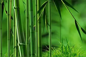重庆特产传说（496） | 垫江大石竹编：破竹得丝，编织成画图片
