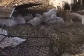 车翻了羊跑了 众人圈羊 500只一个没少图片