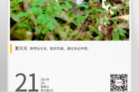 湖湘自然历｜春天有，夏天无图片