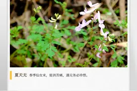 湖湘自然历｜春天有，夏天无图片