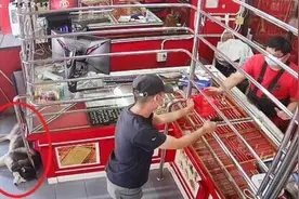 店主测试哈士奇能否阻止“抢劫”结果其全程睡着图片