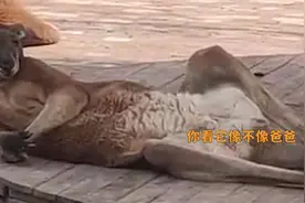动物园袋鼠惊现“葛优躺”，侧卧翘腿悠闲惬意，小女孩：你看它像不像爸爸视频封面