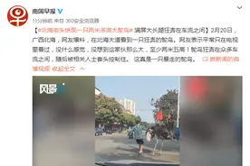 北海街头惊现一只两米多高大鸵鸟 满屏大长腿狂奔在车流之间图片