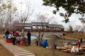 多图 | 山乡粉樱带动乡村游！梅州兴宁“两镇五村”网红打卡点樱花烂漫图片