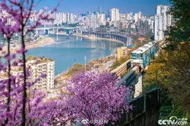 列车穿越花海开启重庆的春天图片