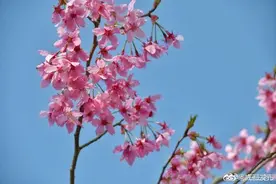 都江堰问花村赏花限流，踏青赏花建议错峰出行图片