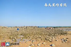 海蛎子、蛤蜊！日照这里的海鲜！一挖一小桶图片