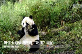 甘肃白水江：野生大熊猫近距离秀“吃播”图片