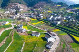 广元朝天：山谷5000亩樱花盛开“樱花经济”搅热乡村旅游图片