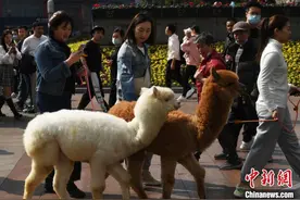 宠物羊驼重庆闹市逛街引围观图片