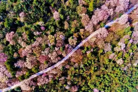 万亩野樱花迎春绽放 云上观景美不胜收图片