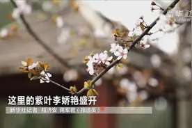 这里的紫叶李娇艳盛开视频封面