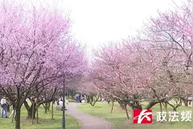美美美美翻了！橘子洲景区的梅花开了，喊你来打卡图片