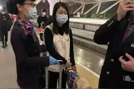 这个“护卫”100分，导盲犬护送主人坐高铁图片