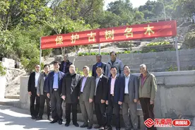 海内外乡亲齐呵护 福州马尾亭江古木焕新生图片