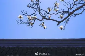 东林书院白玉兰开放图片