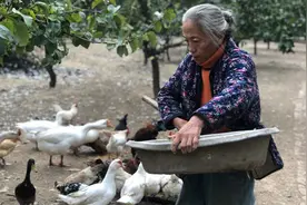 京郊女农场主读一号文件：化肥农药减量增效 生态小农当有信心图片