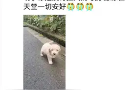 杭州“患狂犬病”女孩抢救两月后过世，其父称“病源犬”经确认无病毒图片