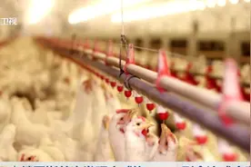 俄罗斯首次发现人感染H5N8型禽流感病毒，不排除未来人传人可能视频封面