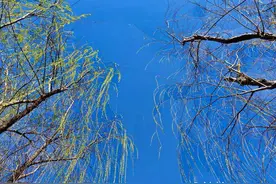 春天来了柳枝绿了，随风飞舞图片