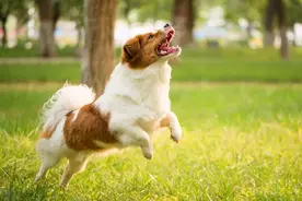狂犬病到底有多恐怖？视频封面