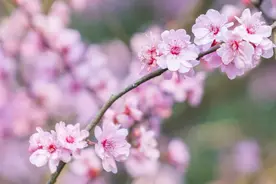 这个早春，你赏过的梅花都变成这些好吃的啦图片