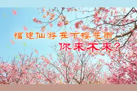 新春走基层丨仙游在下樱花雨，你来不来？视频封面