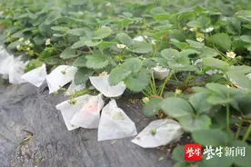 连云港海州草莓俏销，草莓为何“套袋”？原因你可能不知道图片