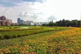 天津这个区将建61个公园！具体都在哪儿？图片