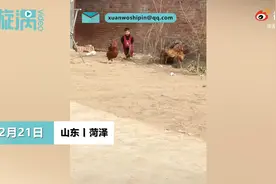 2岁萌娃手插兜追鸡栽倒脸着地，妈妈：沙土地比较软，孩子没受伤图片