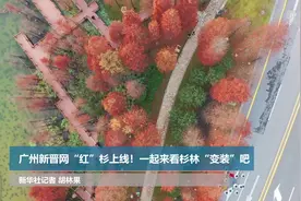 广州新晋网“红”杉上线！一起来看杉林“变装”吧视频封面