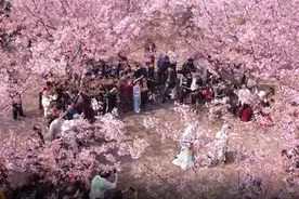桂阳：樱花园里唱大戏 传统曲目很“惊艳”图片