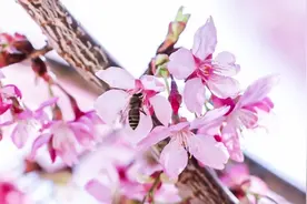 视频丨福建大田：樱花盛开竞芳菲视频封面