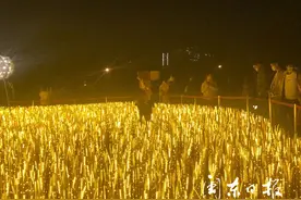 真不妥！市民抱女童挤进“麦穗灯光”里拍照图片