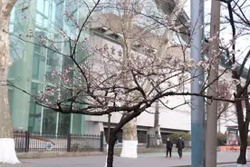 什么？南京鸡鸣寺樱花大道的“消息树”非樱花？图片