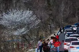 光山：樱花盛开醉游人图片