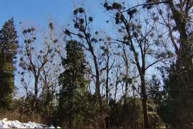汤岗子医院生态好 树上长了很多药材图片