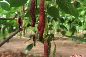 河北涞水：大棚桑树成农民“致富树”图片