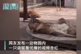 成精了！袋鼠惊现“葛优瘫”引围观，小朋友惊呼像爸爸躺床上的样子图片