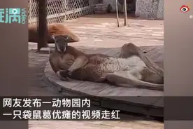 成精了！袋鼠惊现“葛优瘫”引围观，小朋友惊呼像爸爸躺床上的样子图片