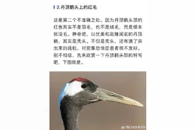 原来丹顶鹤是秃头图片