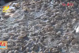 记者探秘程村蚝油酿制过程图片